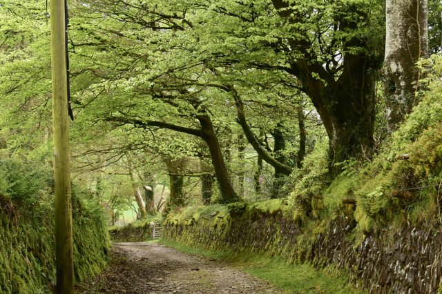 Green beeches along a mossy walled footpath 