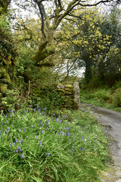 Bluebells on a verge  with a mossy wall above.