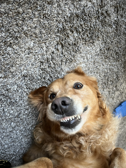 My Golden Daisy cheesing for the camera. 