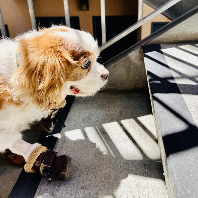 A Cavalier King Charles spaniel senior dog smiling and walking up the stairs