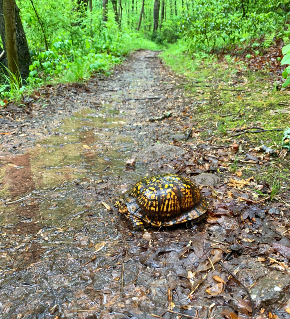 A turtle with a browny black shell with yellow spots and lines is on a narrow dirt trail in the forest. It is rainy day and the tail is wet. 