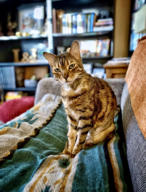 My disillusioned bengal cat Neko sitting on the couch after finding out his mom’s old account was lost due to the instance closing.