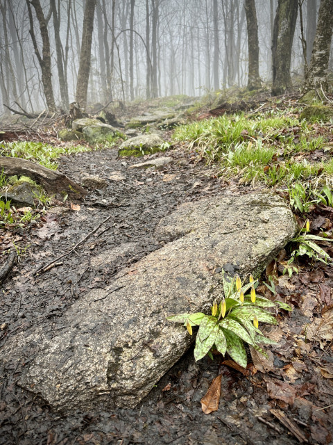 Yellow trout lily blooming along edge of rock on trail
