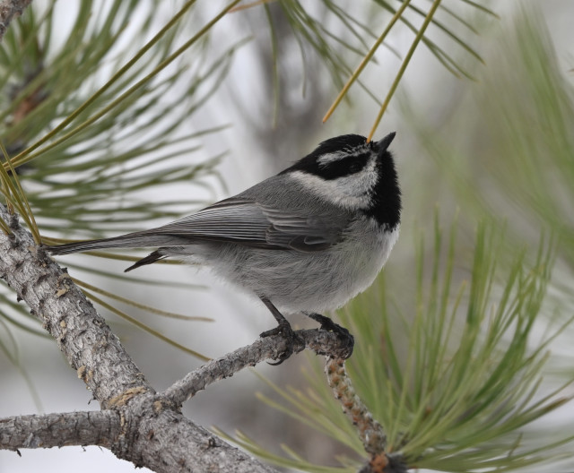 A Mountain Chickadee is perched on a pine branch. The small bird is gray above, white below, the head is black with a white stripe above and below the eye.