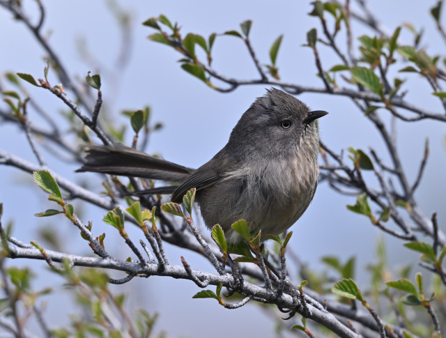 A Wrentit is photographed in a bush. The hard to photograph bird is all gray with a black and yellow beady eye.