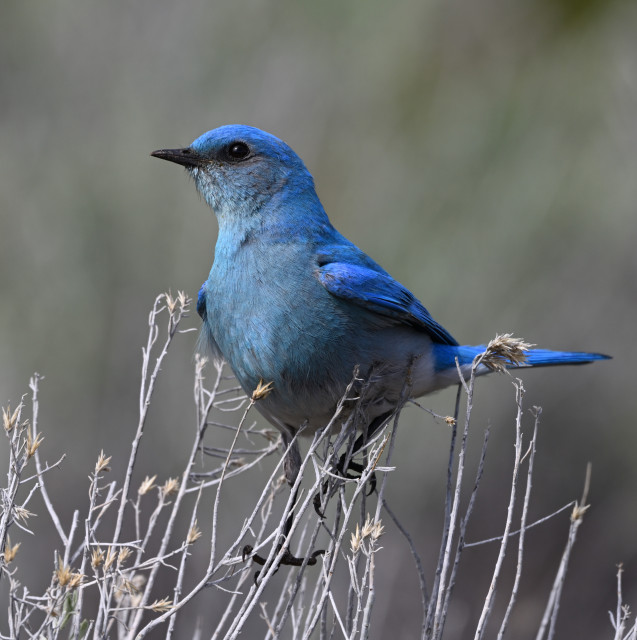 A Male Mountain Bluebird is perched in a small bush. The bird is overall sky blue, slightly darker above than below.