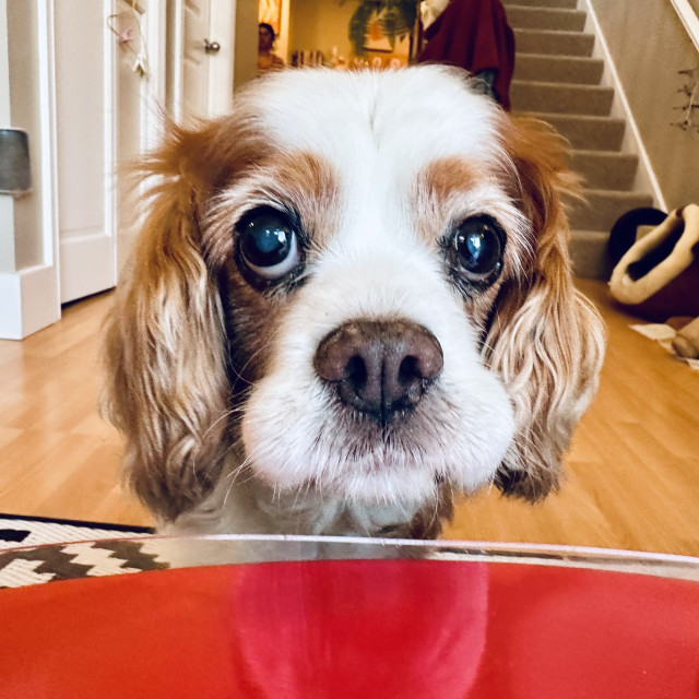 A Cavalier King Charles spaniel looking at someone sadly begging for food 