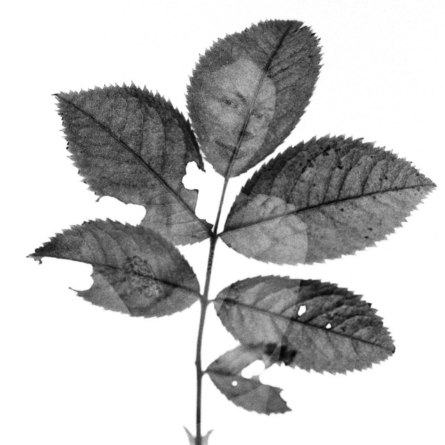A small branch with partially eaten leaves on a white background. A figure of a naked woman appears on the leaves, her face peeking through the topmost leaf. Black and white. 
