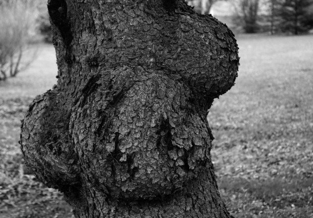 Black and white photograph of a section of a tree trunk, this one a Spruce tree with its flaky bark. This section has big bumps on it called burls, and they look like two buttocks and breast seen from the side. This lovely feminine plump shape reminds the photographer of the African Venus statues.