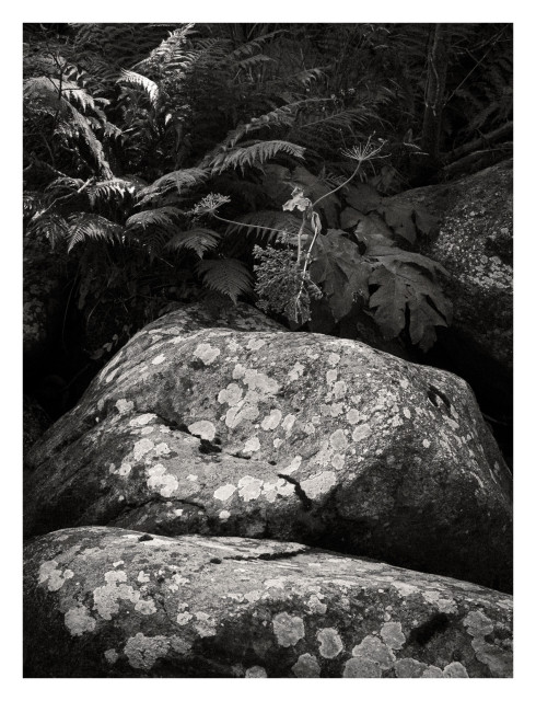 a rock covered in lychen and shady ferns in the background. Photo was taken in the Pyrenees.