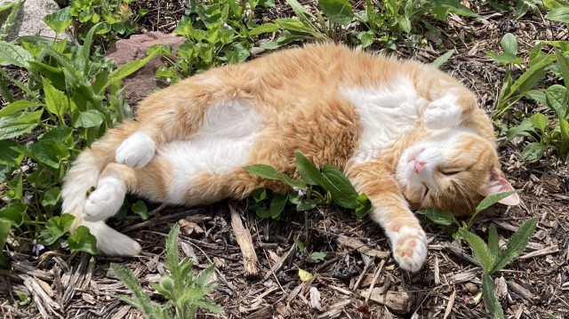 An orange and white cat lounges with feet up in the sunshine. Around and under the cat are small green plants.  