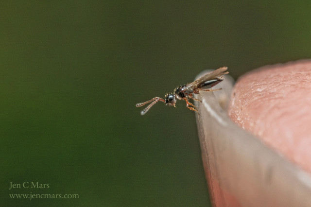 A very shiny black wasp with orange legs and antennae stands on the edge of my thumbnail against an out of focus dark green background. The size of the nail and finger compared to the wasp make it apparent that the wasp is very, very small.