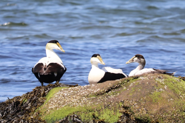 Photograph of a trio of large sea ducks atop a dark, seaweed-coated rock just off shore, two seated and one standing. All have black-feathered bottoms and white-feathered tops, with an added cap of black feathers atop their heads that merge with their straight, orange bills.