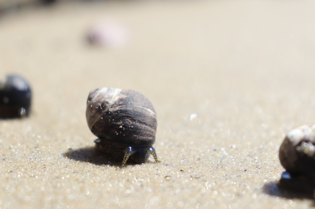 Photograph of a sea snail on the sand. It has a round, spiral-striated shell that’s mostly a dark brown that lightens toward the upward spirals. The body of the snail itself is just visible beneath the shell with two striped feeler tentacles touching the sand as it moves.