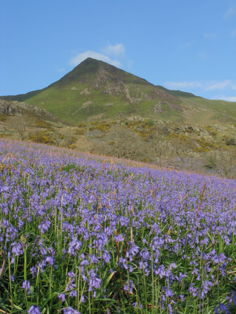 A hill covered in bluebells. A mountain in the background under a clear sky.