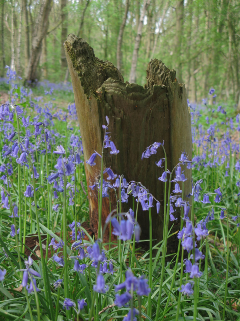 A woodland floor covered in bluebells, surrounding a dead tree stump.