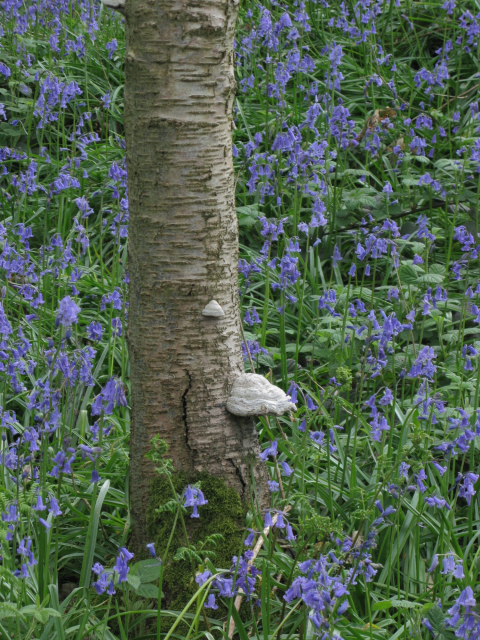 Bluebells surrounding a slim tree trunk with fungus growing on the side.