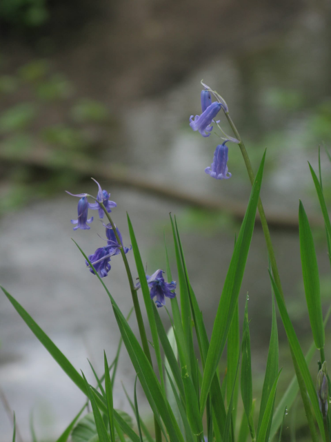 Close-up of bluebells and grass. A stream in the background, out of focus.