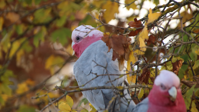 A galah facing away from the camera, surrounded by orange and brown autumn leaves,  looking over its shoulder absently as it chews on a seed pod. In the lower foreground, another out-of-focus galah gobbles down its own seed pod