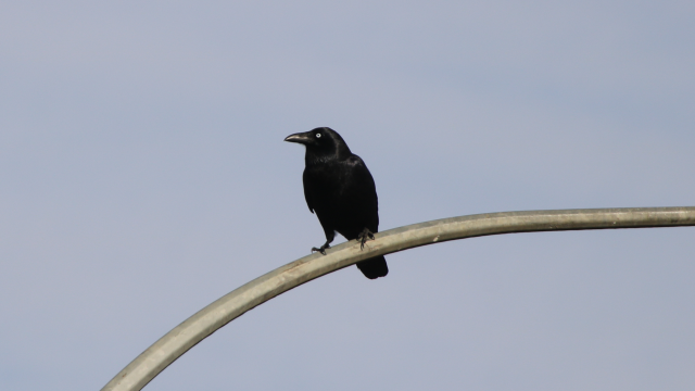 A raven sits on the bend of a streetlight's pole against a pale sky