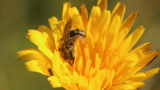A tiny native bee works its way into a dandelion flower