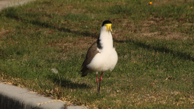 A masked lapwing stands upright, feathers puffed out, and rage nippies visible. A tense look lies on its face, as it prepares to shout angrily at some out-of-view lapwings who're also being territorial