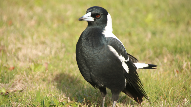 That same male Australian magpie seen from a 3/4 front view, showing that his chest feathers are puffed out