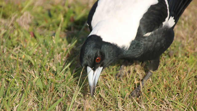 The male Australian magpie leans his head close to the ground to listen for bugs