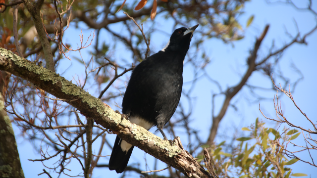 A younger Australian magpie stands on a small tree branch, legs spread, and neck stretched forward as it looks intently toward where an off-camera noise was coming from
