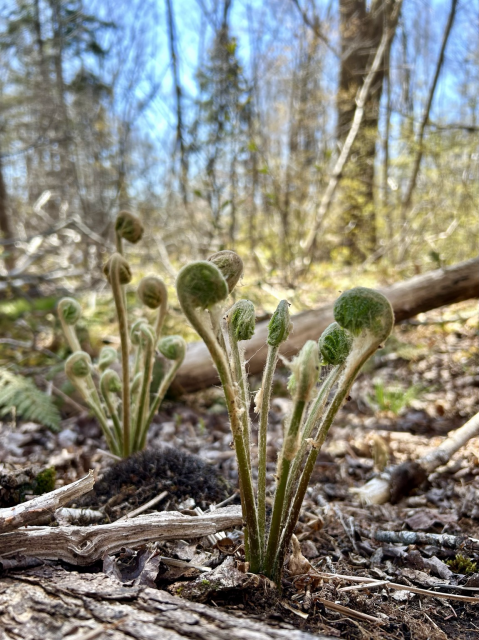 Two groups of young ferns unfurling in the forest