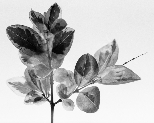 A branch and attached leaves are shot on a white background. Inside the leaves, we can see the face and shoulders of a naked woman as well as her hand in the right hand leaf. Black and white. 