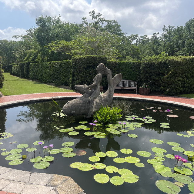A serene scene from the New Orleans City Park Botanical Gardens. It features a large, circular pond adorned with vibrant water lilies and floating green lily pads. In the center of the pond is a charming stone statue depicting a figure riding a fish, both appearing to emerge joyously from the water. The backdrop includes neatly trimmed hedges and a variety of lush trees, enhancing the tranquility of the garden. A wooden bench on the edge of the pond invites visitors to sit and enjoy the peaceful environment. This exhibit exemplifies the beauty and artistic landscaping typical of this beloved garden in New Orleans.