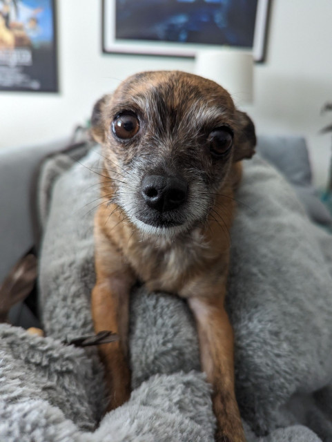 A brown brindle coat Chihuahua laying on a couch cushion. Up close on her face, as she looks at the camera with puppy dog eyes while dramatically lit from the left.
