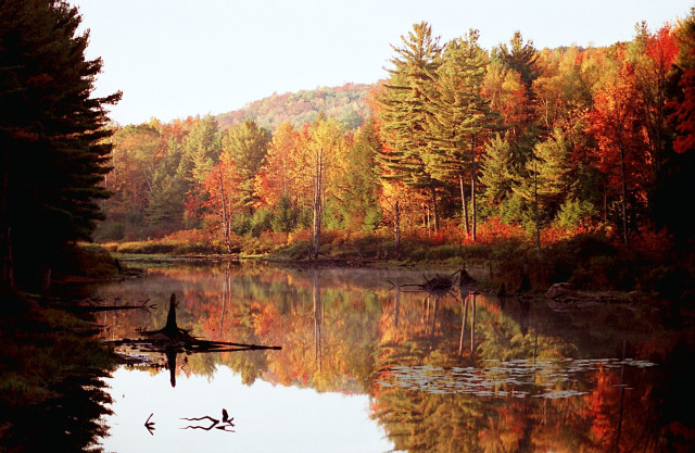 A roadside pond created by a beaver dam, surrounded by colorful trees in the Fall. 

It's morning, and light is hitting trees on the opposite shore and a hill beyond. The water is still and reflective, with stumps and water lilies growing in it.