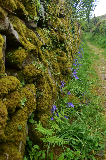 A mossy wall with pennywort and bluebells.