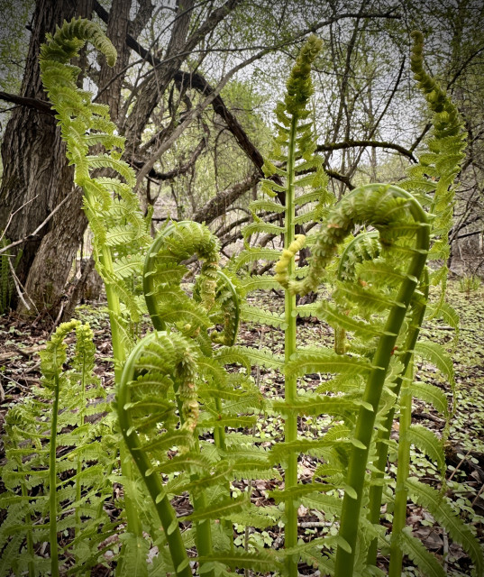 Ferns opening up in their satisfying uncurling motion