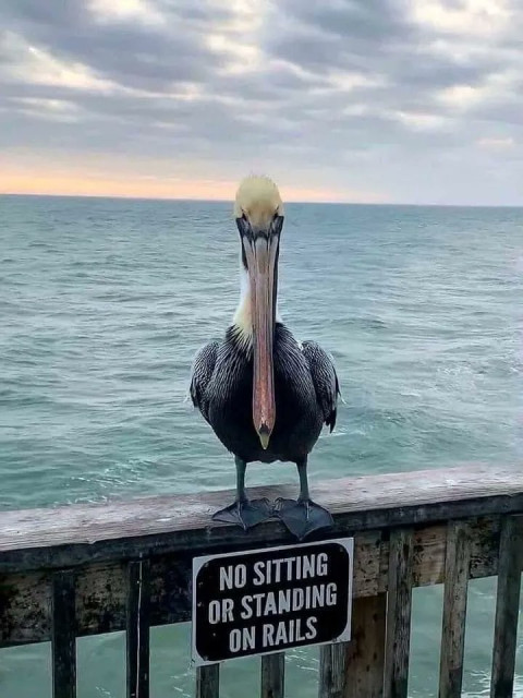 Pelican sitting on a rail, with the ocean behind, on top of a sign that says: No sitting or standing on rails