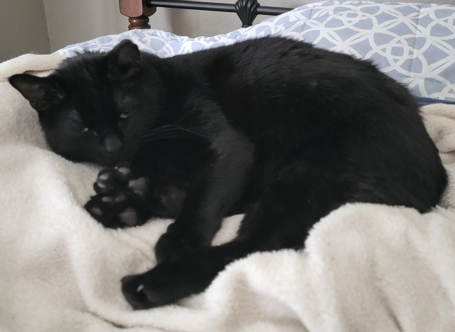 Short haired, ear tipped, all black cat lying on white and blue blankets with his toe beans showing. He's sleepily looking at the camera with half closed eyes and his fur is sticking up on the back of his head.