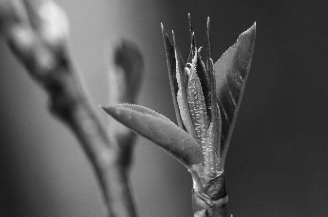 Black and white macro photograph of a tree leaf bud starting to open. Two scales are open and the first real leaf parts can be seen, still folded and slightly covered with small hair. Another branch with buds can be seen blurred in the background.
