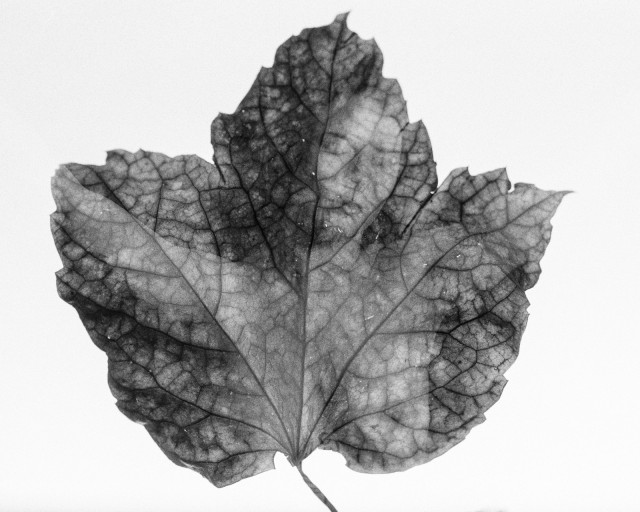 A vine leaf is shot on a white background. The figure of a naked woman's torso and head appears inside the leaf, her arms outstretched to where the leaf points. Black and white. 