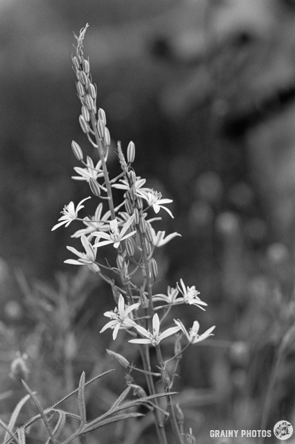 A black-and-white macro film photo of an Andalucian wildflower.