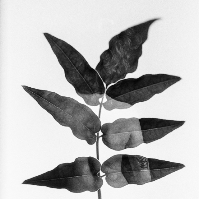 A branch with spiky leaves on a white background. The figure of a woman's naked back and hair appears inside the leaves, in a puzzle kind of way. Black and white. 