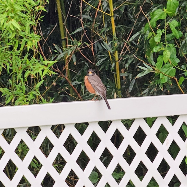 A Robin sitting on the fence looking at me