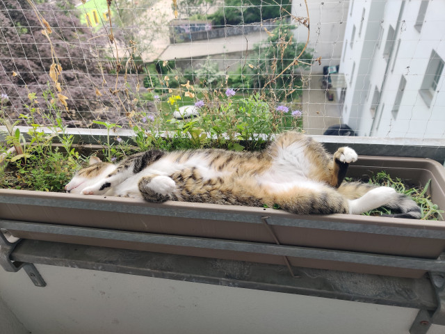 Daniel, a tabby cat, asleep in a balcony planter, his fluffy white tummy exposed and his legs sprawled. He is extremely relaxed as he crushes the plants 