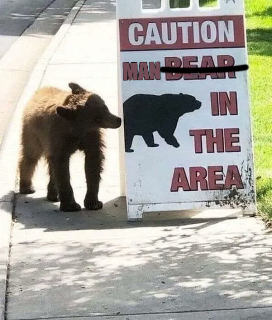 cute bear cub looking at a sign that says Caution Bear in the Area (but bear has been crossed out and MAN replaces it.)