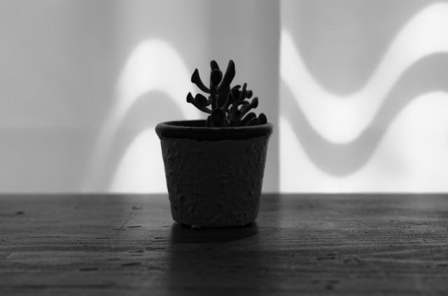 Silhouetted potted succulent sits on a rough wooden table front of a window. The window is covered with sheer curtains. Wavy lines on the curtains are caused by the sun's angle causing shadows of the window glass dividers which are projecting on the folds of fabric.