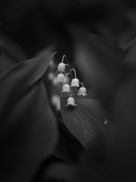 Black and white close up of a Lily-of-the-valley. The white blossoms are peering out from behind a dark leaf, surrounded by other dark and partially out of focus leaves.