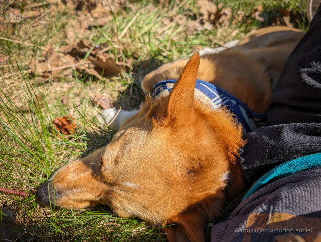 moxxi the corgi is asleep on her side on the grass next to a human.