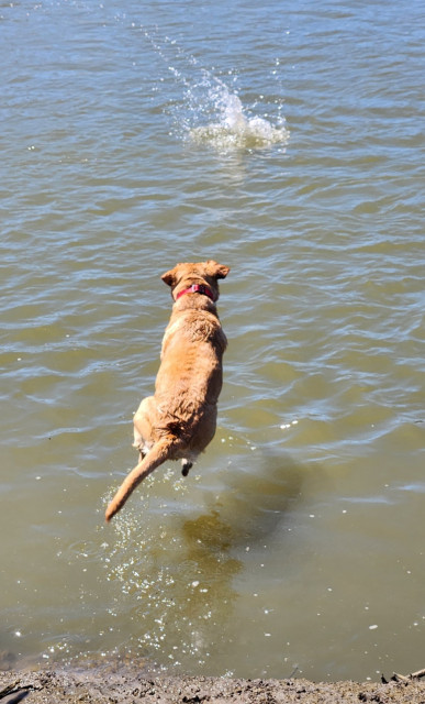 Golden Labrador retriever mid dive to fetch a stick in the cool water.