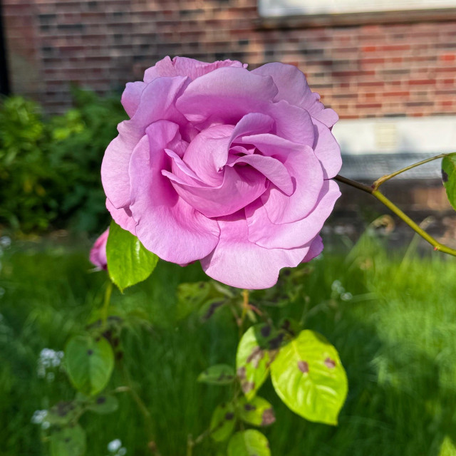 A close-up of a blooming pinky purple rose with a blurred background of greenery and brick wall.